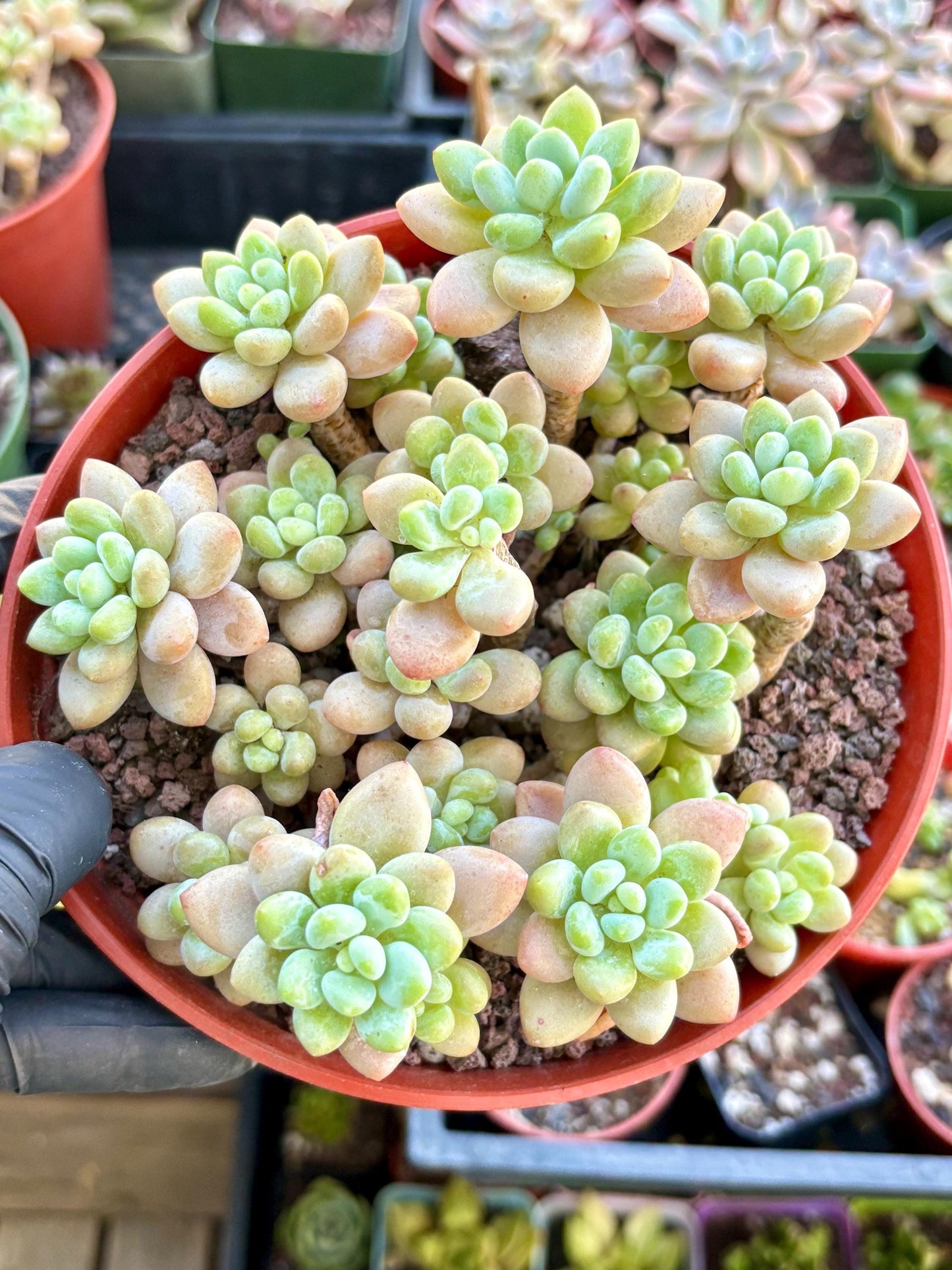 Echeveria Caviar | Live Succulent Plant | Imported Plants | Imported Echeveria