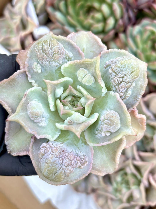 Echeveria Madiba Wart | Live Succulent Plant | Korean Succulent | Rare Imported Echeveria | Imported Plants