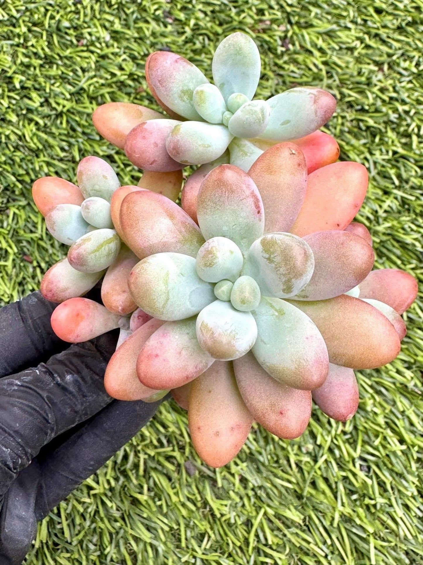 Pachyphytum Big Star | Live Succulent Plant | Korean Succulent | Rare Imported Echeveria | Imported Plants