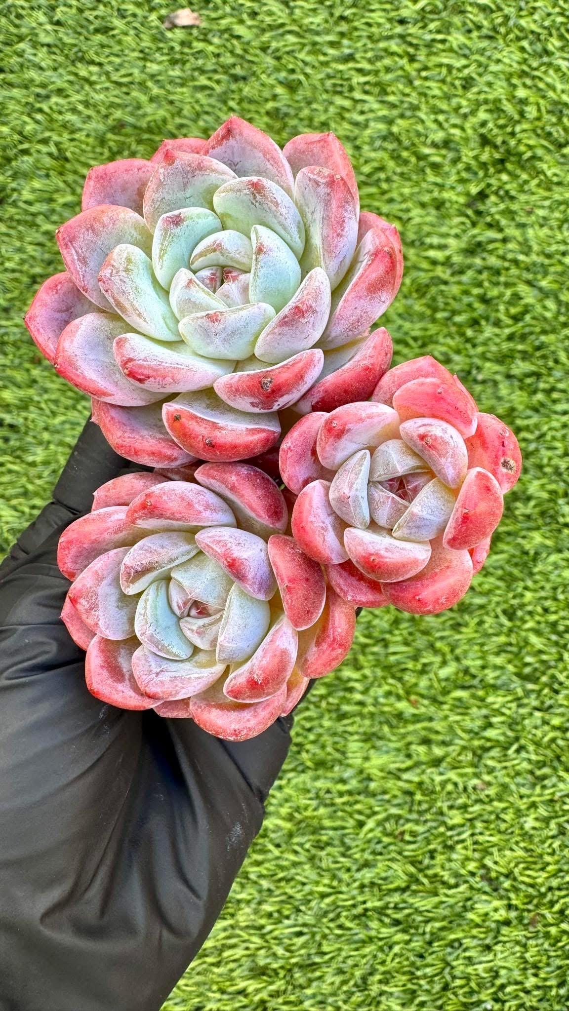 Echeveria Rouge Powder | Live Succulent Plant | Korean Succulent | Rare Imported Echeveria | Imported Plants