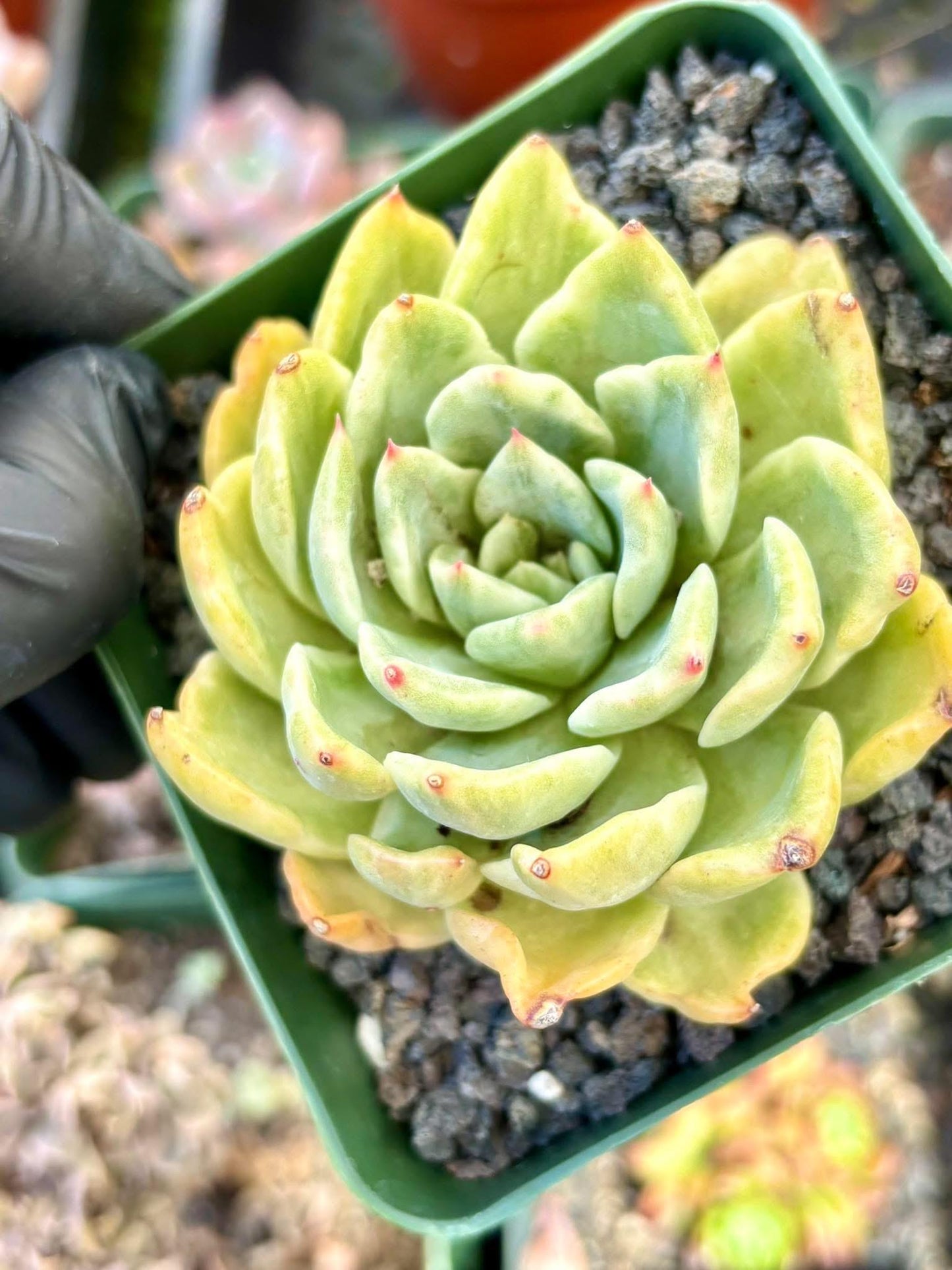 Echeveria Floriana Variegated | Live Succulent Plant | Korean Succulent | Rare Imported Echeveria | Imported Plants