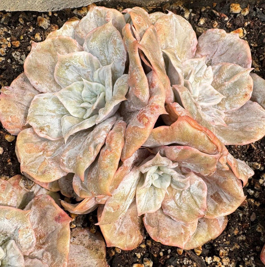 Echeveria Scarlet Witch Montrous | Live Succulent Plant | Korean Succulent | Rare Imported Echeveria | Imported Plants