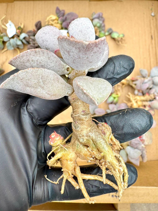 Adromischus Taurus | Live Succulent Plant | Rare succulent