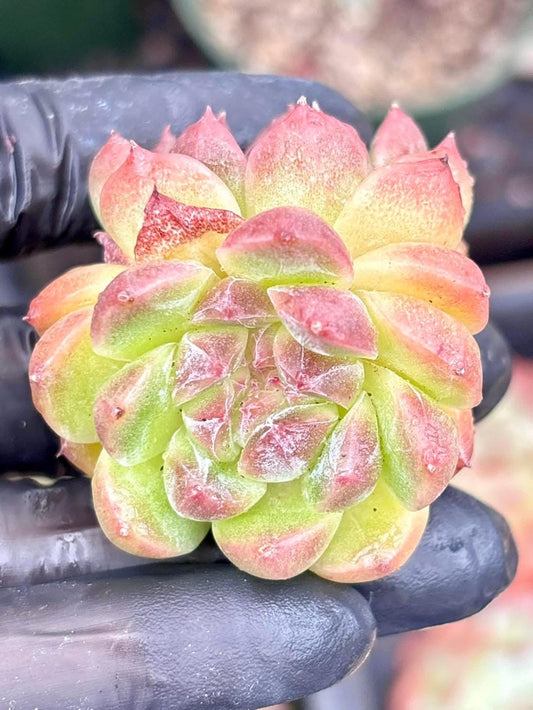 Echeveria Spring Breeze | Live Succulent Plant | Korean Succulent | Rare Imported Echeveria | Imported Plants