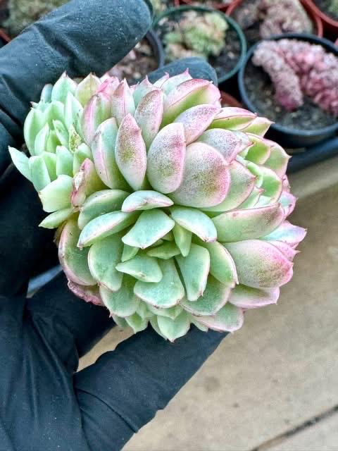 Echeveria Dream Rose Variegated | Rare Imported Succulent | Collector’s Succulent