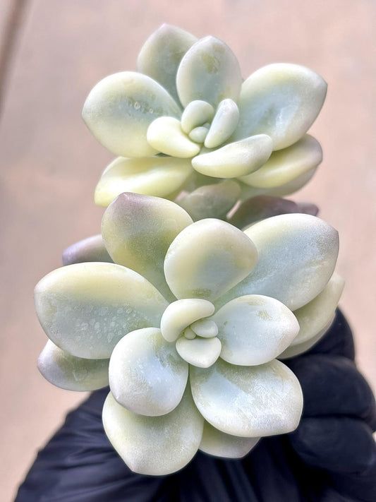 Echeveria Luoshen Variegated | Live Succulent Plant | Korean Succulent | Variegated Echeveria | Imported Plants | Echeveria Clusters
