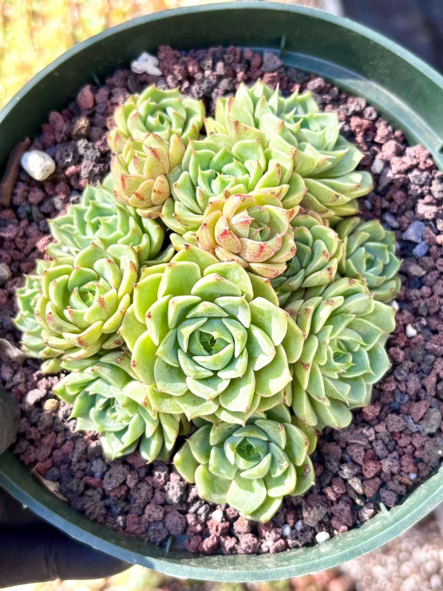 Echeveria Ben Badis | Live Succulent Plant | Korean Succulent | Rare Imported Echeveria | Imported Plants