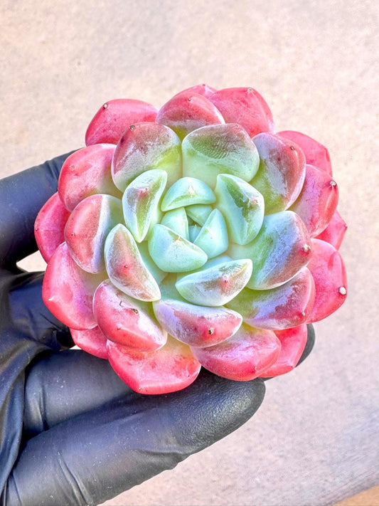 Echeveria White Diamond | Live Succulent Plant | Korean Succulent | Variegated Echeveria | Imported Plants