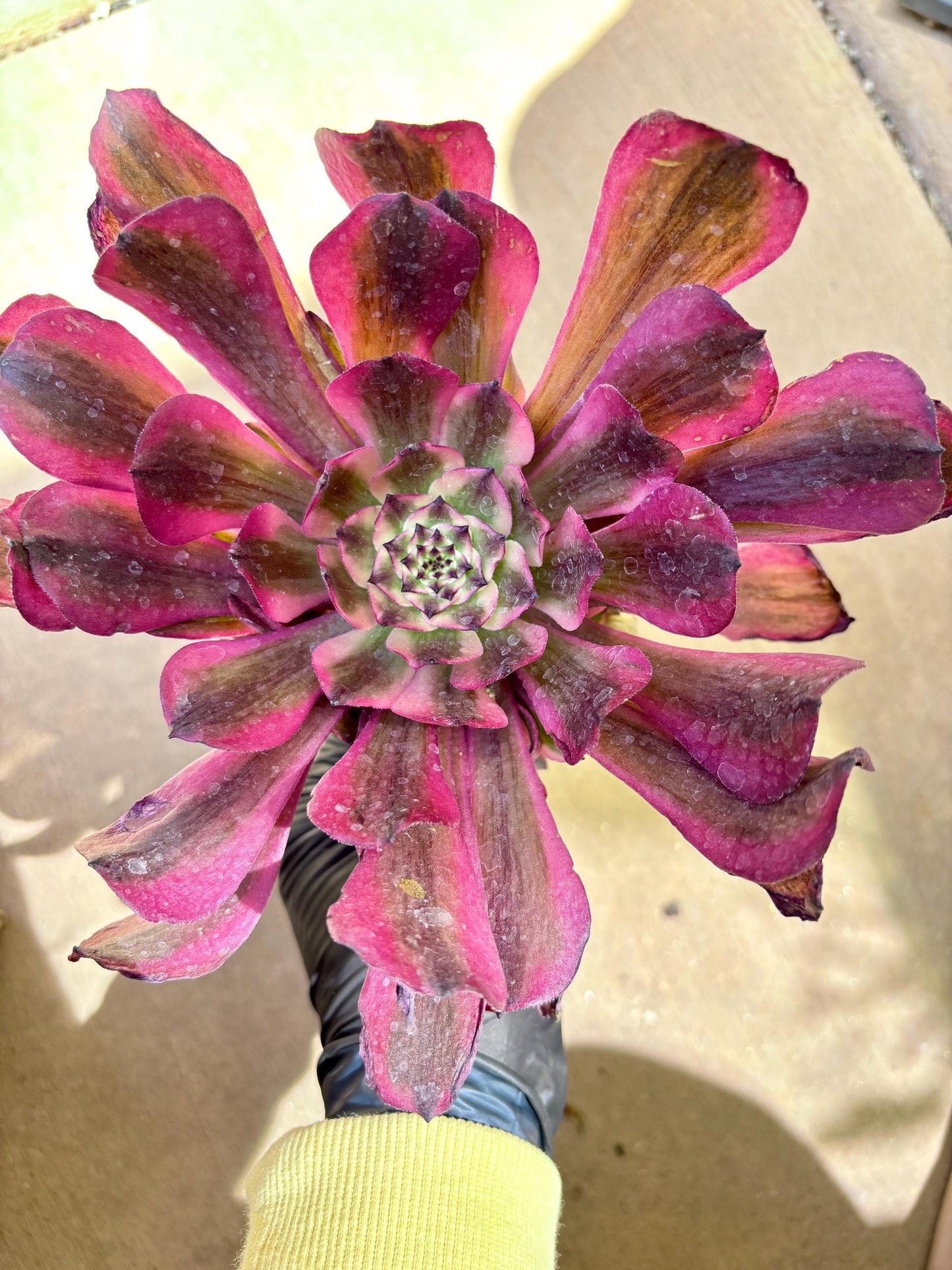 Aeonium Moon Chicada Variegated | Live Succulent Plant | Korean Succulent | Rare Imported Aeonium | Imported Plants