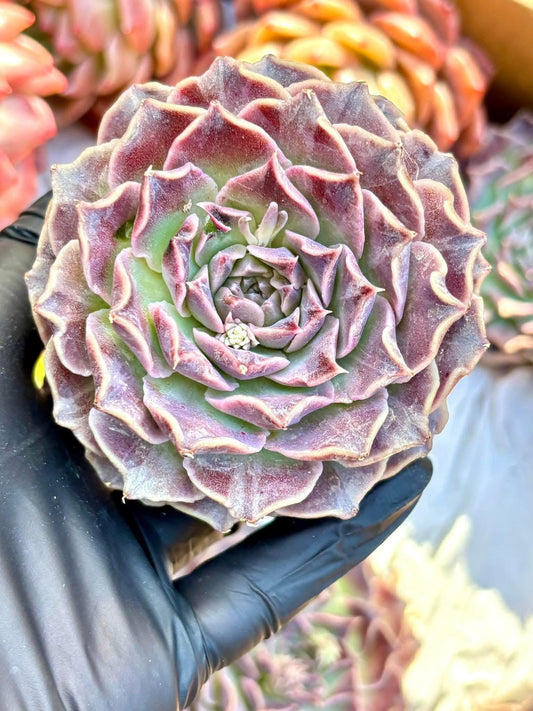 Echeveria Da Vinci Code | Live Succulent Plant | Korean Succulent | Rare Imported Echeveria | Imported Plants