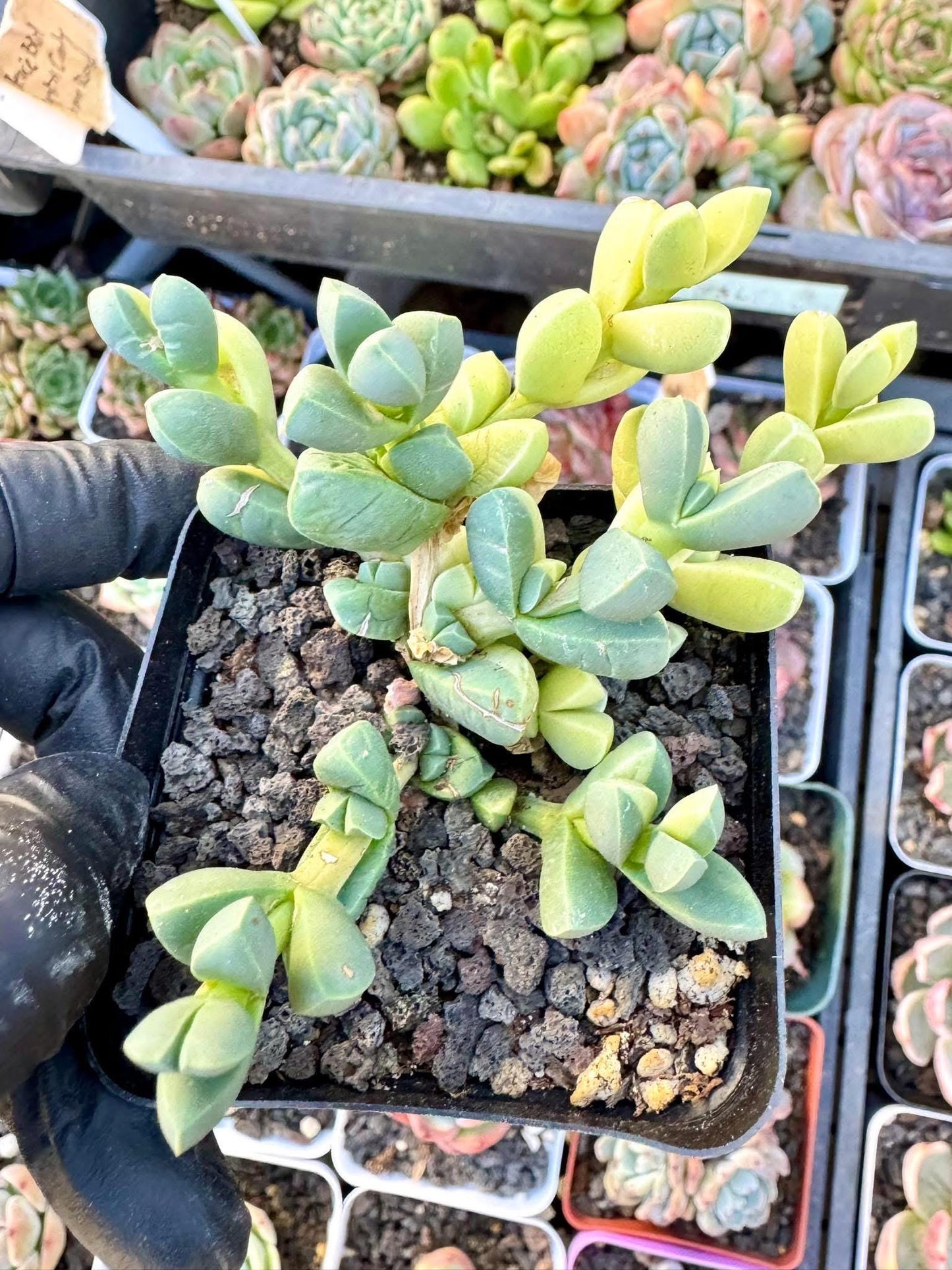Astridia Velutina Variegated | Korean Succulent | Rare Imported Echeveria | Imported Plants