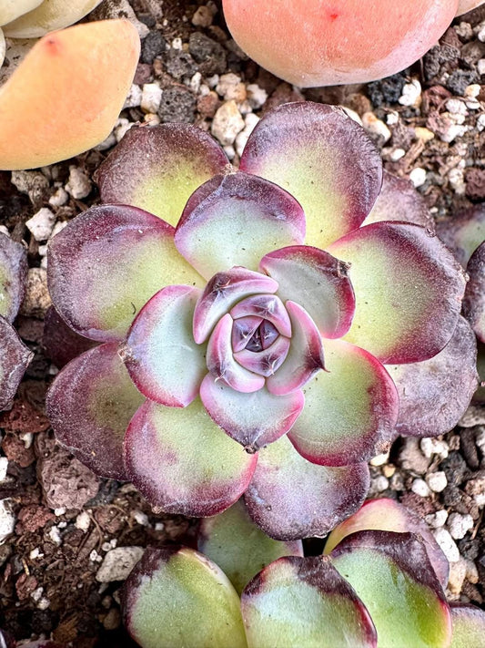 Echeveria Bird Nest | Rare Imported Succulent | Collector’s Succulent