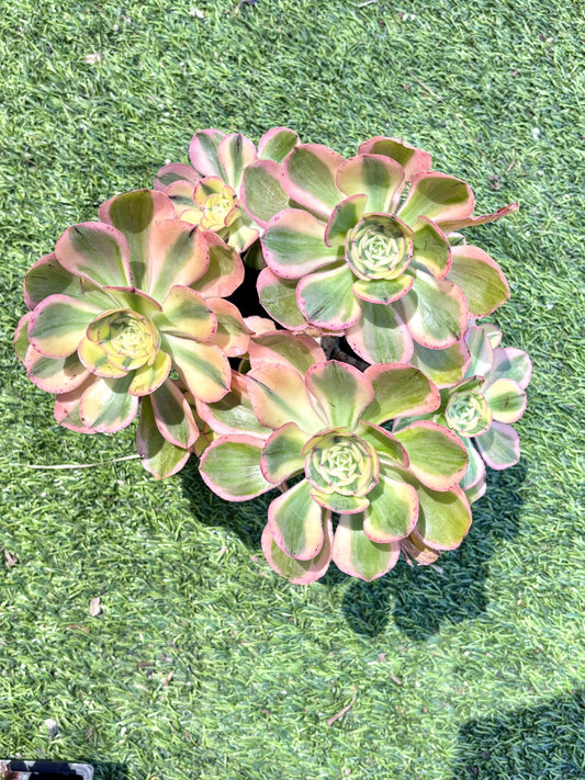 Aeonium Yanzi Variegated | Live Succulent Plant | Korean Succulent | Rare Imported Aeonium | Imported Plants