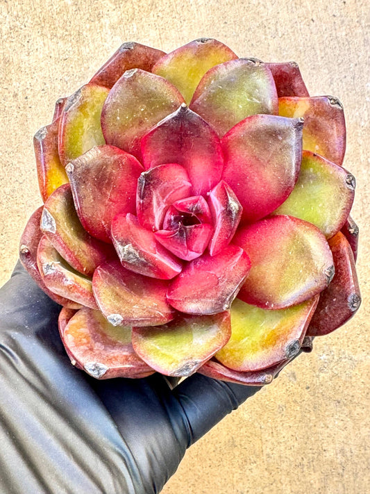 Echeveria Starry Prince: Korean Variegated Succulent Plant (4.5'')