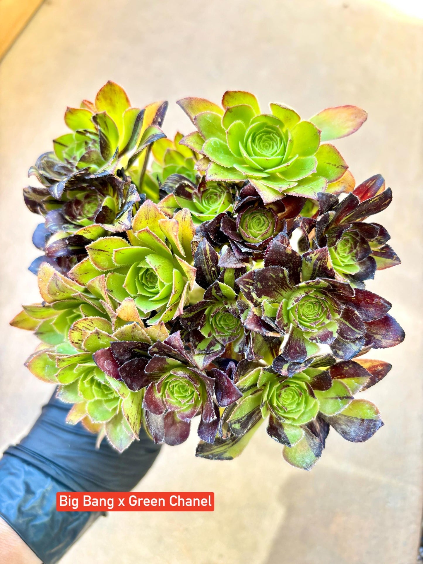 Aeonium Big Bang x Green Chanel Variegated Lollipop | Live Succulent Plant | Korean Succulent | Rare Imported Aeonium | Imported Plants