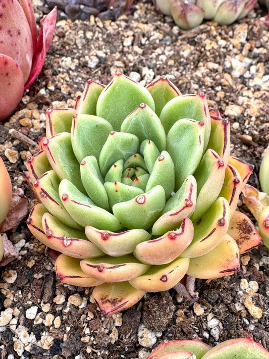 Echeveria Break Point | Rare Imported Succulent | Collector’s Succulent