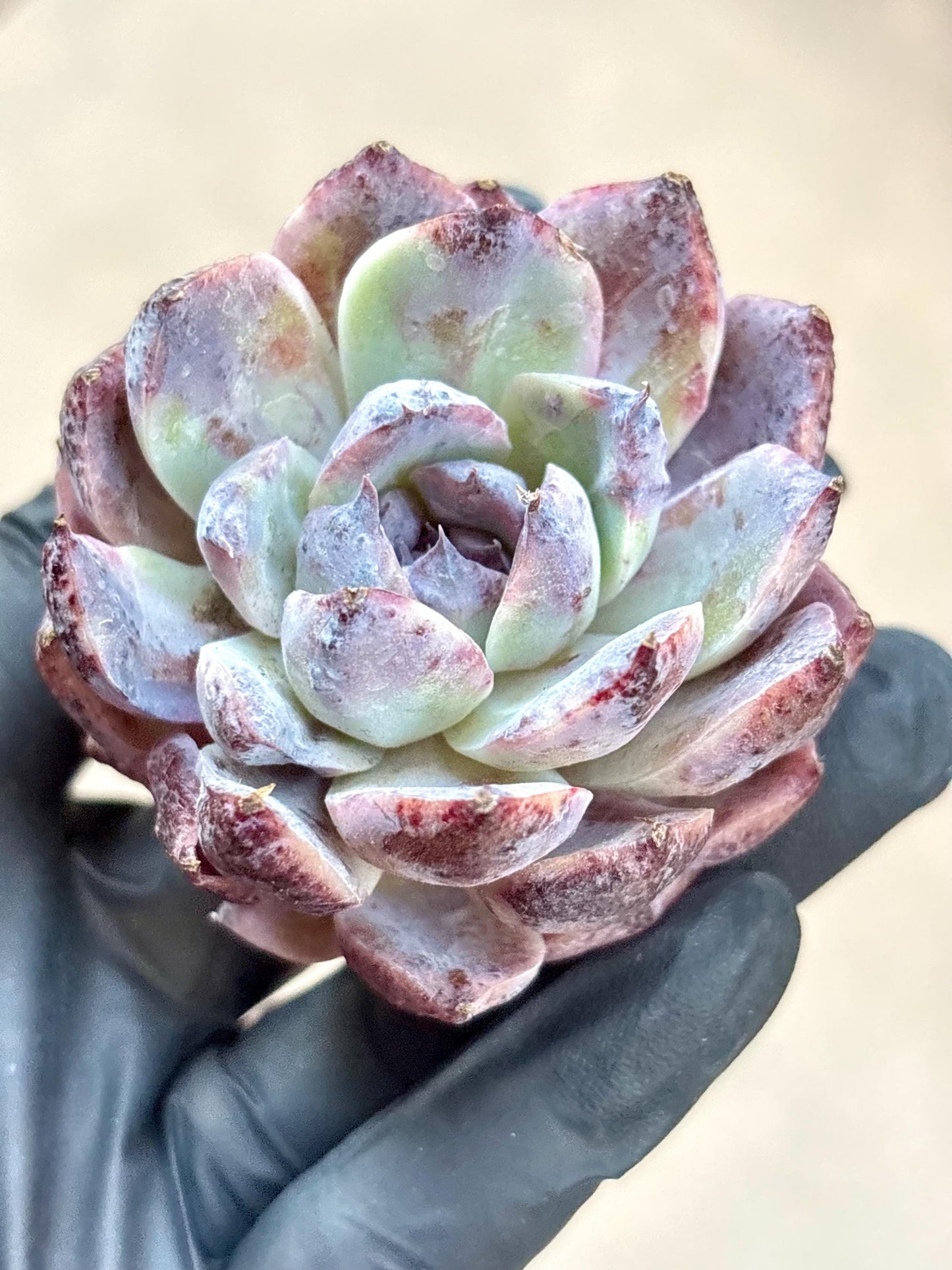 Echeveria Alaba Night | Live Succulent Plant | Korean Succulent | Rare Imported Echeveria | Imported Plants