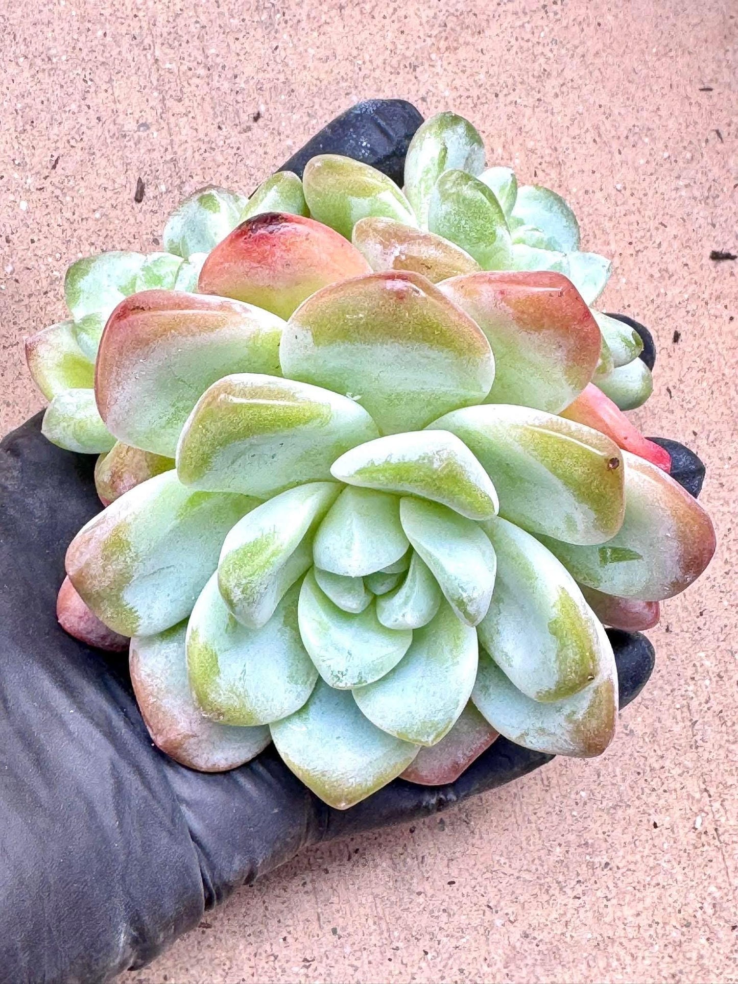 Echeveria Ice Jade | Live Succulent Plant | Korean Succulent | Rare Imported Echeveria | Imported Plants