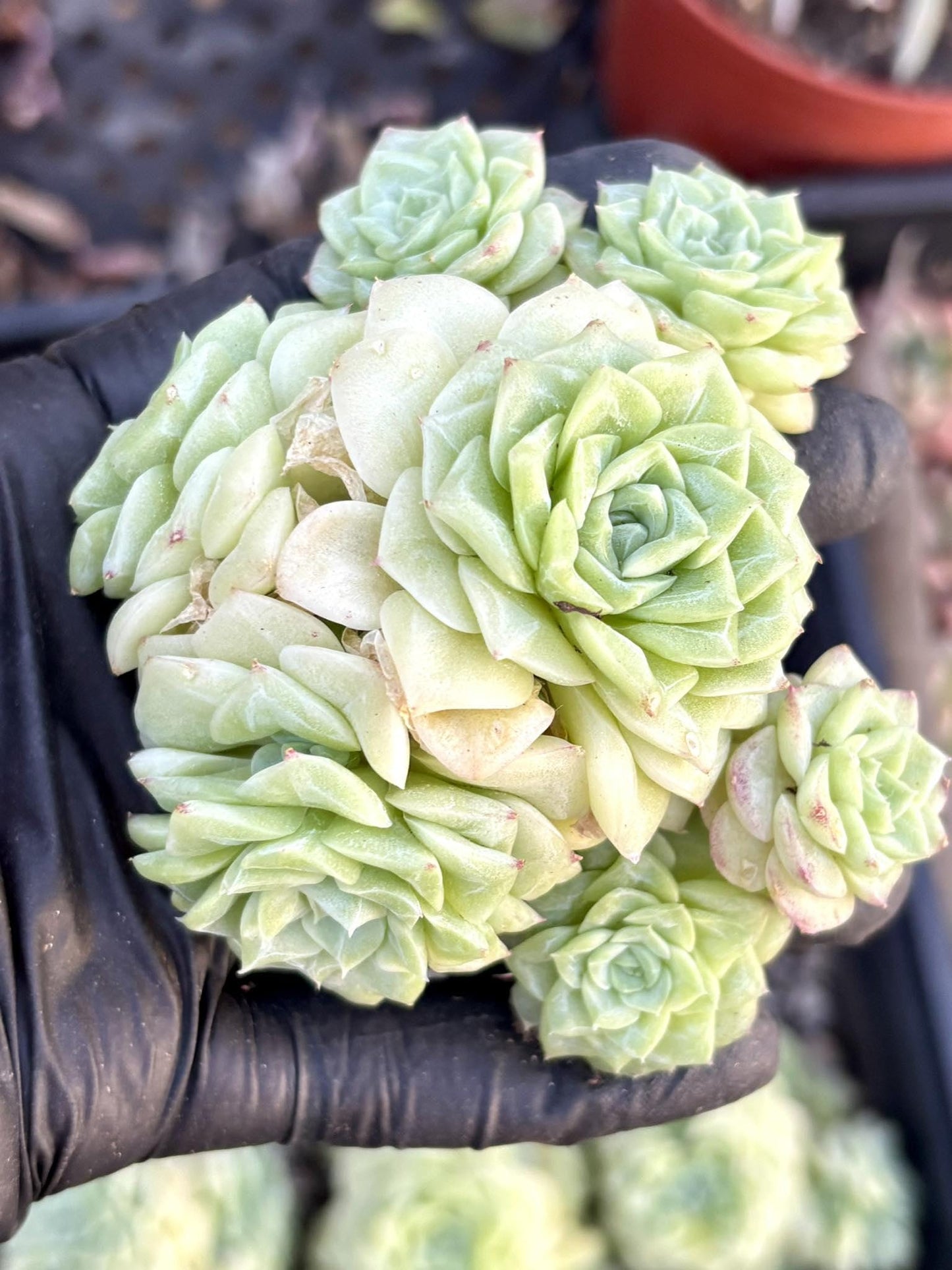 Echeveria White Swan | Live Succulent Plant | Korean Succulent | Rare Imported Echeveria | Imported Plants