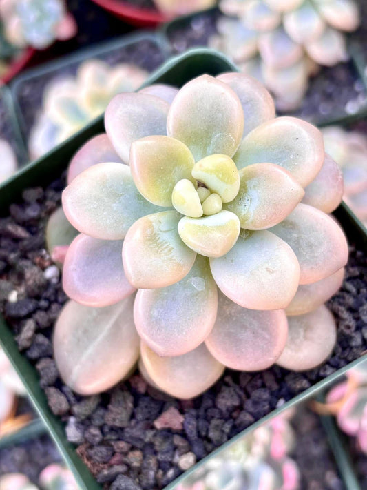 Echeveria Luoshen Variegated | Live Succulent Plant | Korean Succulent | Variegated Echeveria | Imported Plants