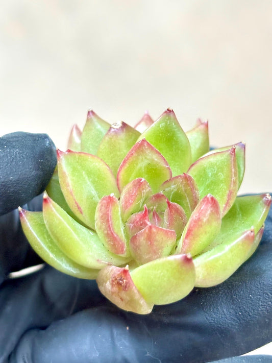 Echeveria Candy Jenny size ~2.5” | Live Succulent Plant | Echeveria Cluster | Rare Imported Echeveria | Imported Plants