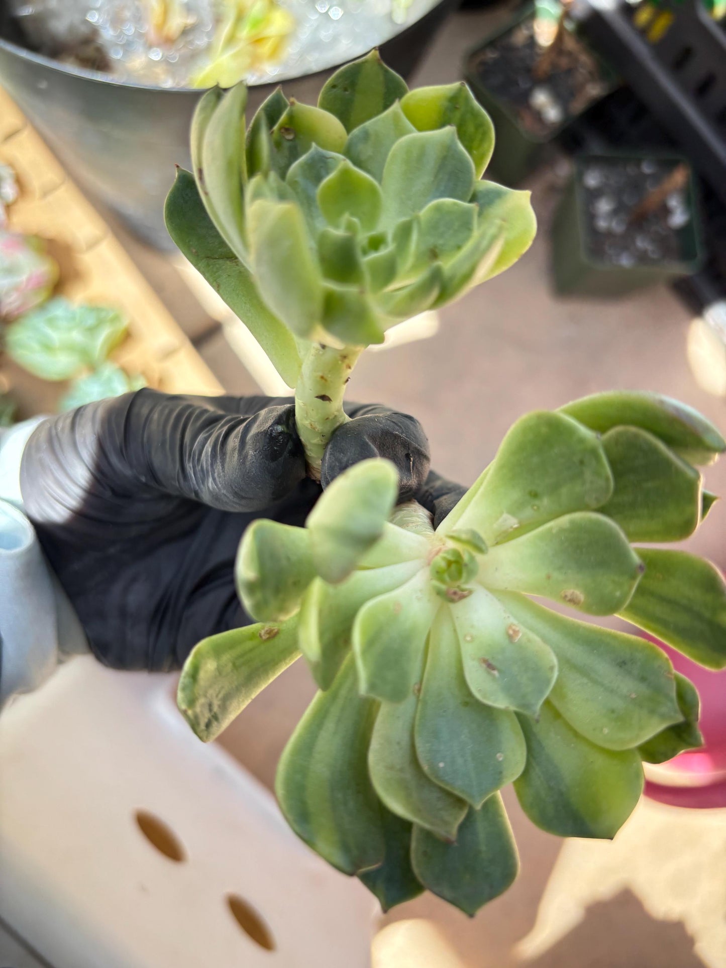 Echeveria Helena | Live Succulent Plant | Korean Succulent | Rare Imported Echeveria | Imported Plants