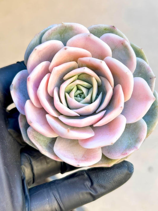 Echeveria Blue Surprise Variegated | Live Succulent Plant | Korean Succulent | Variegated Echeveria | Imported Plants