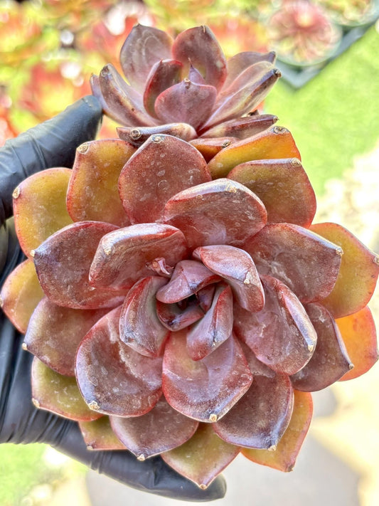 Echeveria Starry Prince | Live Succulent Plant | Korean Succulent | Variegated Echeveria | Imported Plants