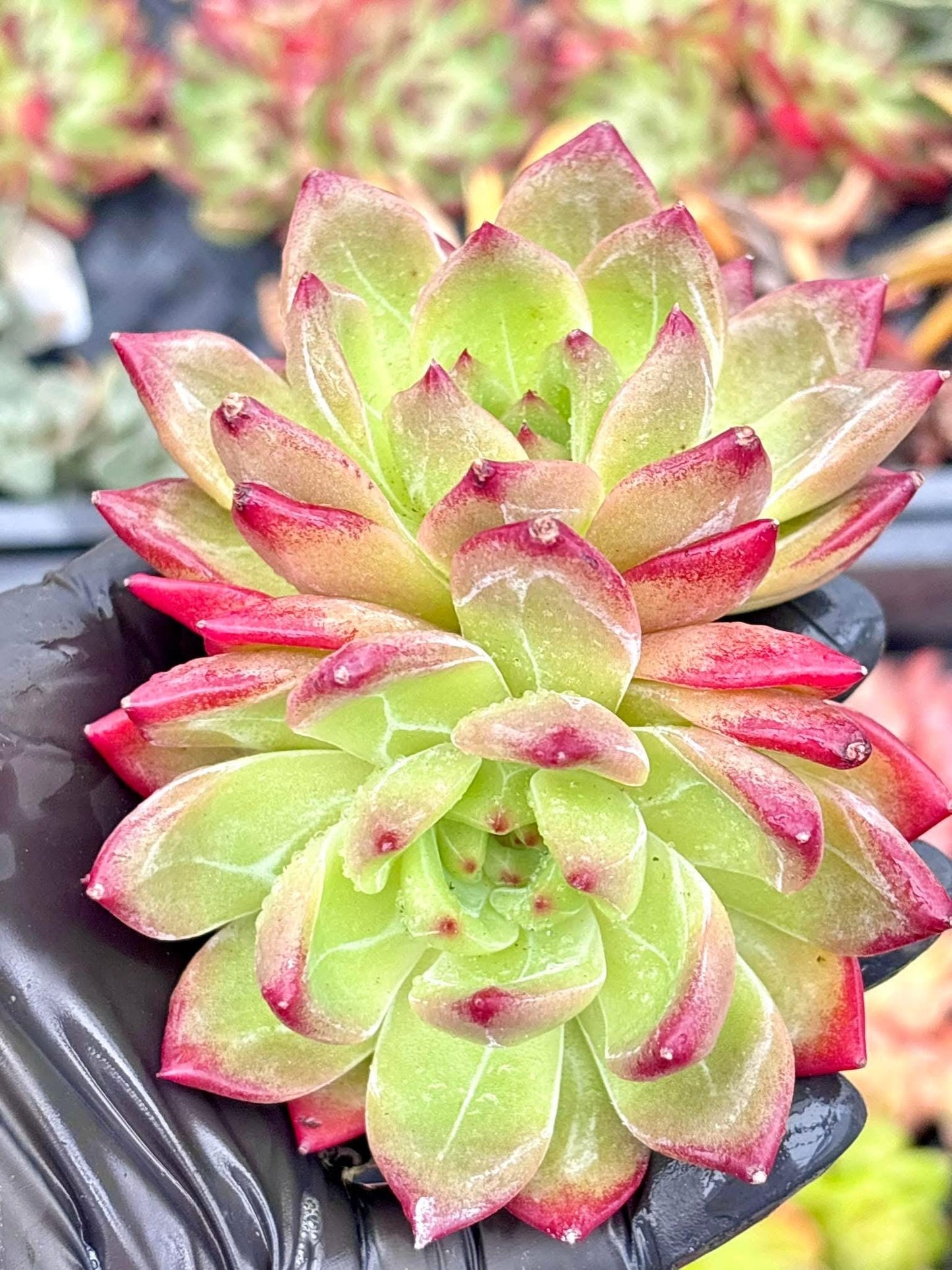 Echeveria Fragrant Snow Variegated | Live Succulent Plant | Korean Succulent | Rare Imported Echeveria | Imported Plants