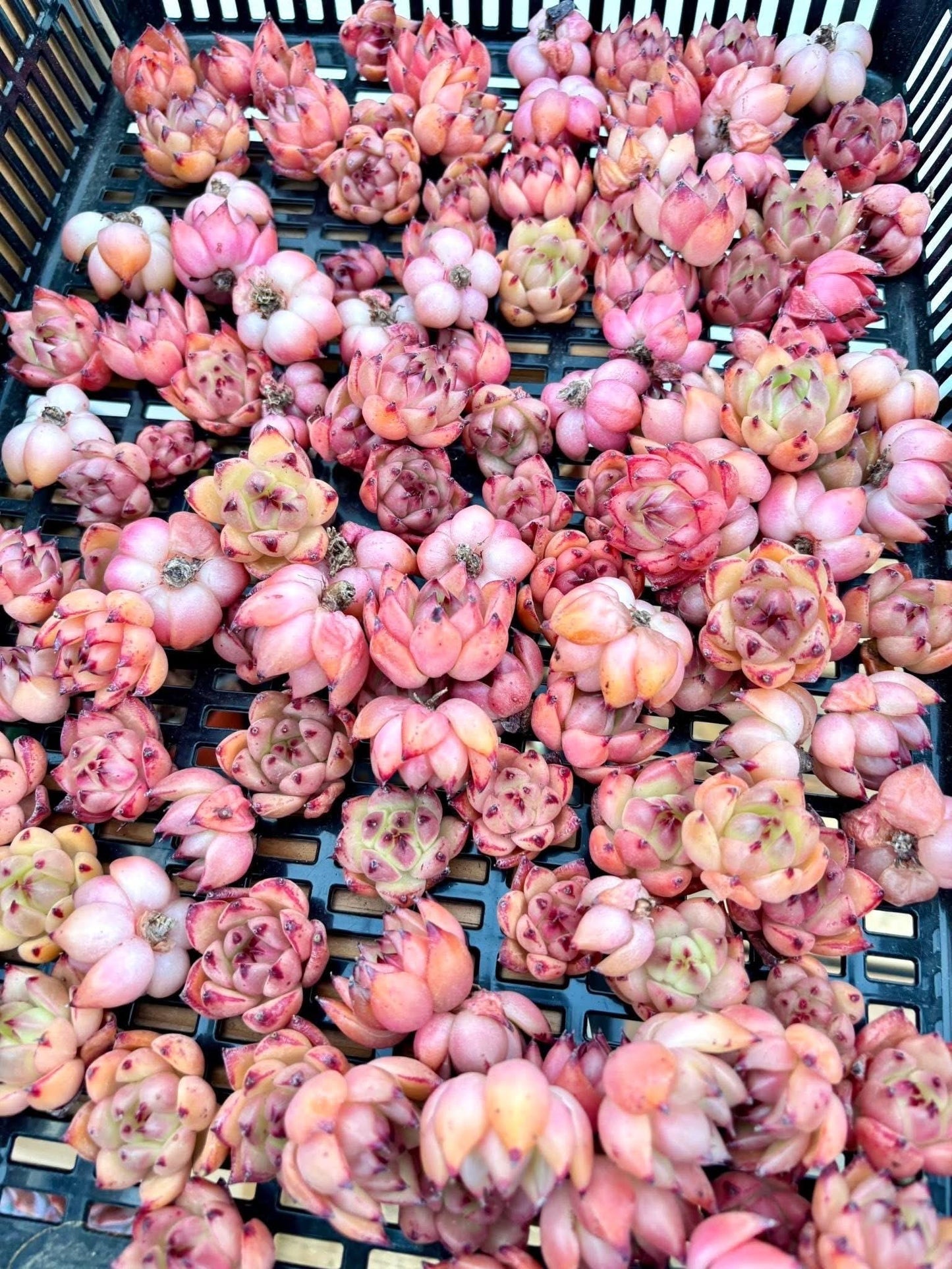 Echeveria Sakura (5pcs) | Live Succulent Plant | Korean Succulent | Rare Imported Echeveria | Imported Plants