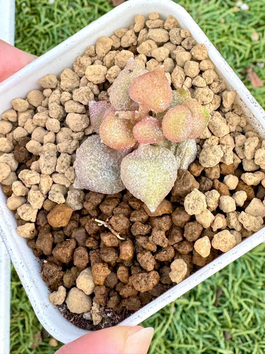 Adromischus Little Pepper | Live Succulent Plant | Rare succulent