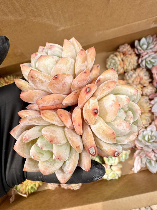 Echeveria Orange Monroe | Live Succulent Plant | Korean Succulent