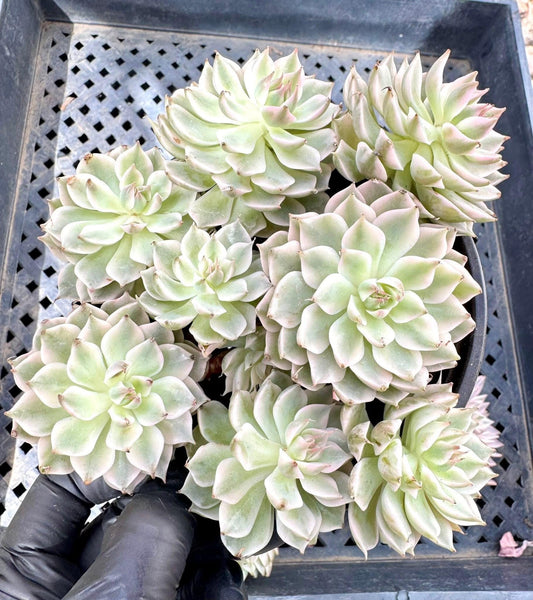 Echeveria Margareth Variegated | Live Succulent Plant | Korean Succulent | Variegated Echeveria | Imported Plants
