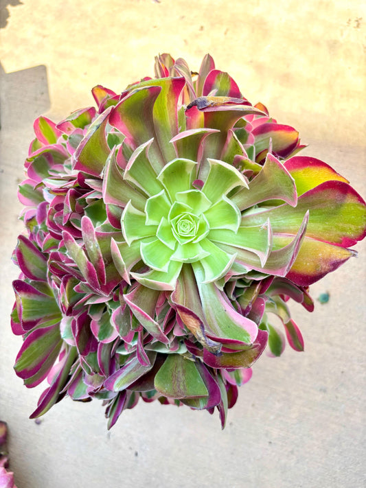 Aeonium Red Lips Variegated | Live Succulent Plant | Rare Imported Aeonium | Imported Plants