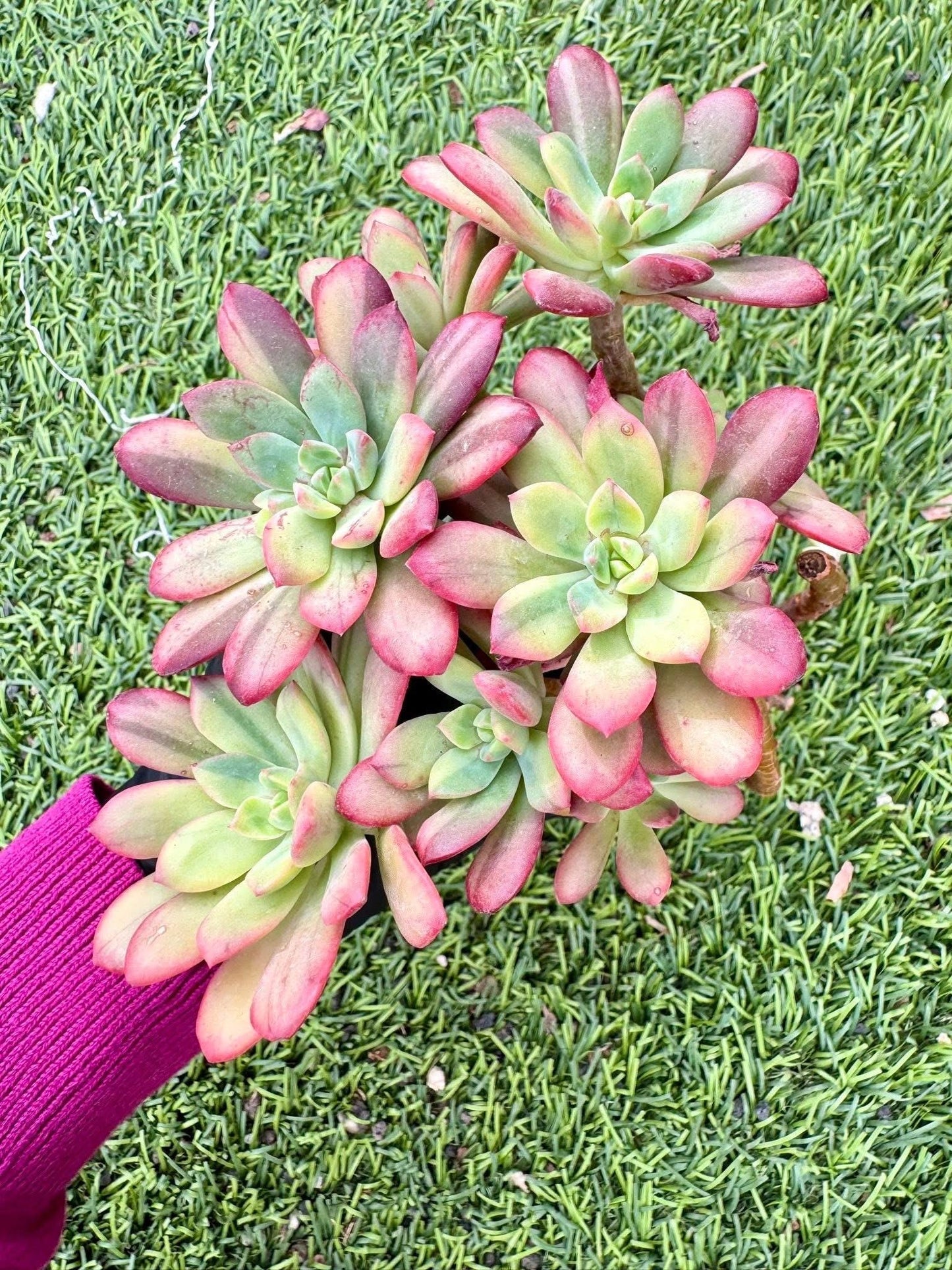 Echeveria Minibelle Variegated | Live Succulent Plant | Korean Succulent | Variegated Echeveria | Imported Plants