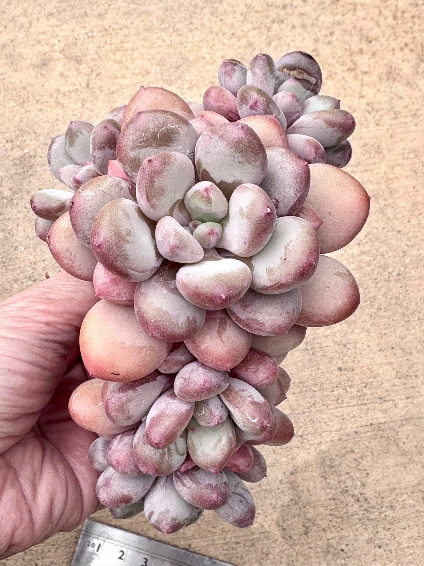 Echeveria Rainbow Milk | Rare Imported Succulent | Collector’s Succulent