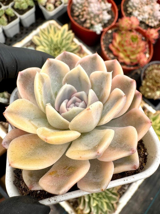 Echeveria Tynie Berger Variegated | Rare Imported Succulent | Collector’s Succulent
