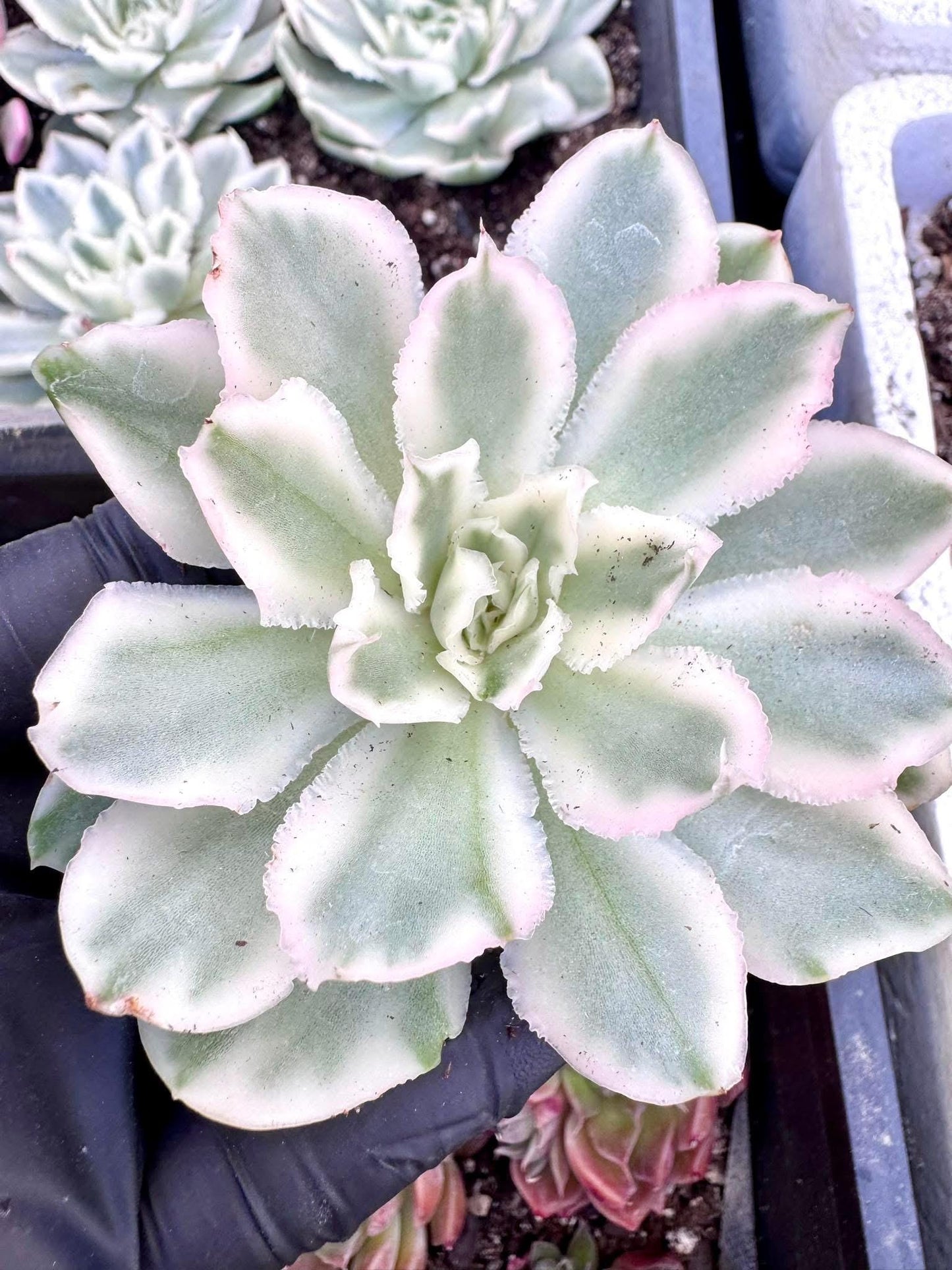 Variegated Echeveria 'Purple Butterfly' - Korean Live Succulent Plant