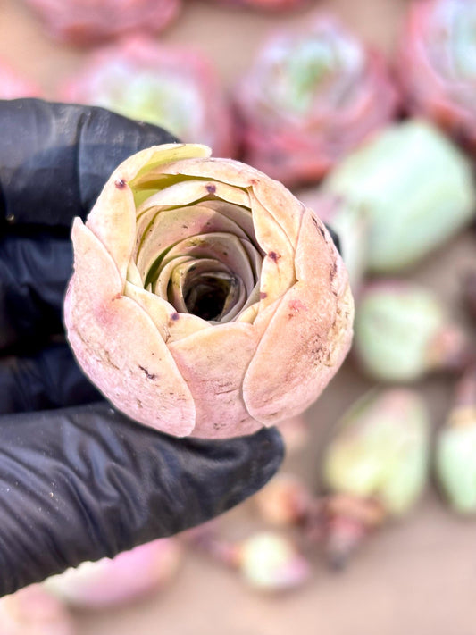 Greenovia Pink Yero | Live Succulent Plant | Korean Succulent | Rare Imported Echeveria | Imported Plants