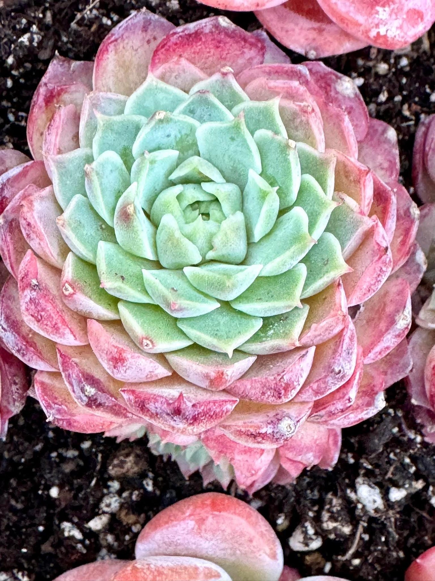 Echeveria Cinnabar Mole | Live Succulent Plant | Echeveria Cluster | Rare Imported Echeveria | Imported Plants