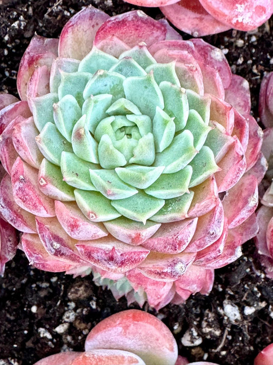 Echeveria Cinnabar Mole | Live Succulent Plant | Echeveria Cluster | Rare Imported Echeveria | Imported Plants