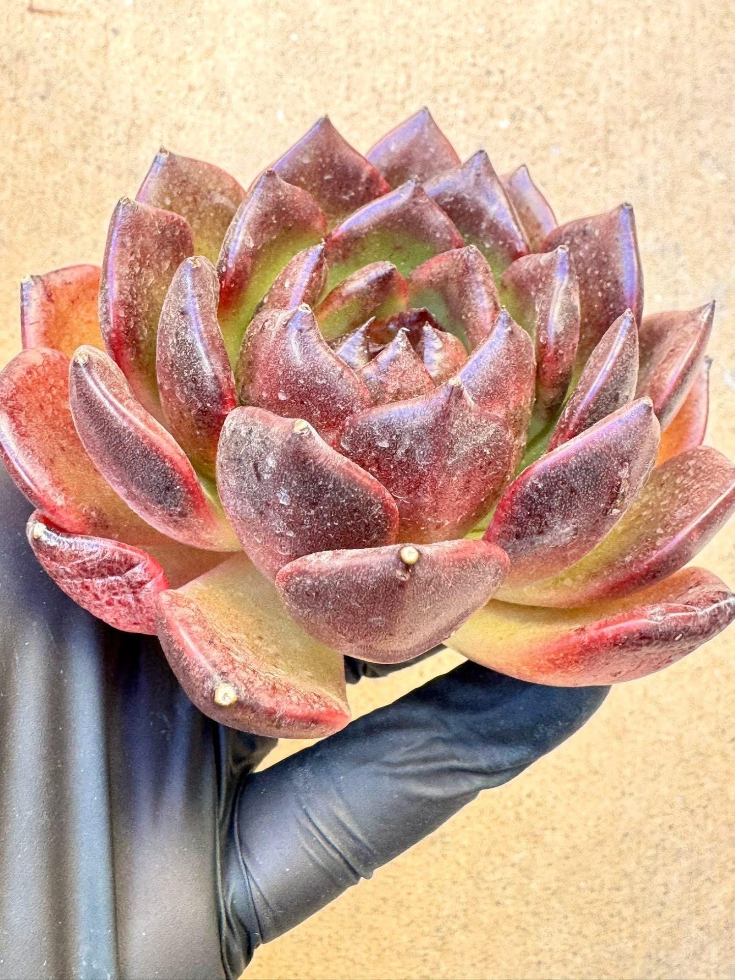 Echeveria Black Pearl | Live Succulent Plant | Imported Succulent | Variegated Echeveria | Imported Echeveria