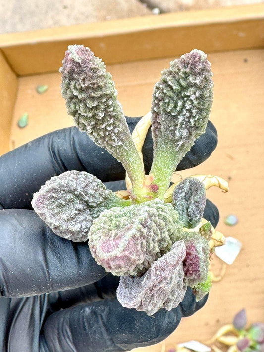 Adromischus Black Dragon | Live Succulent Plant | Rare succulent