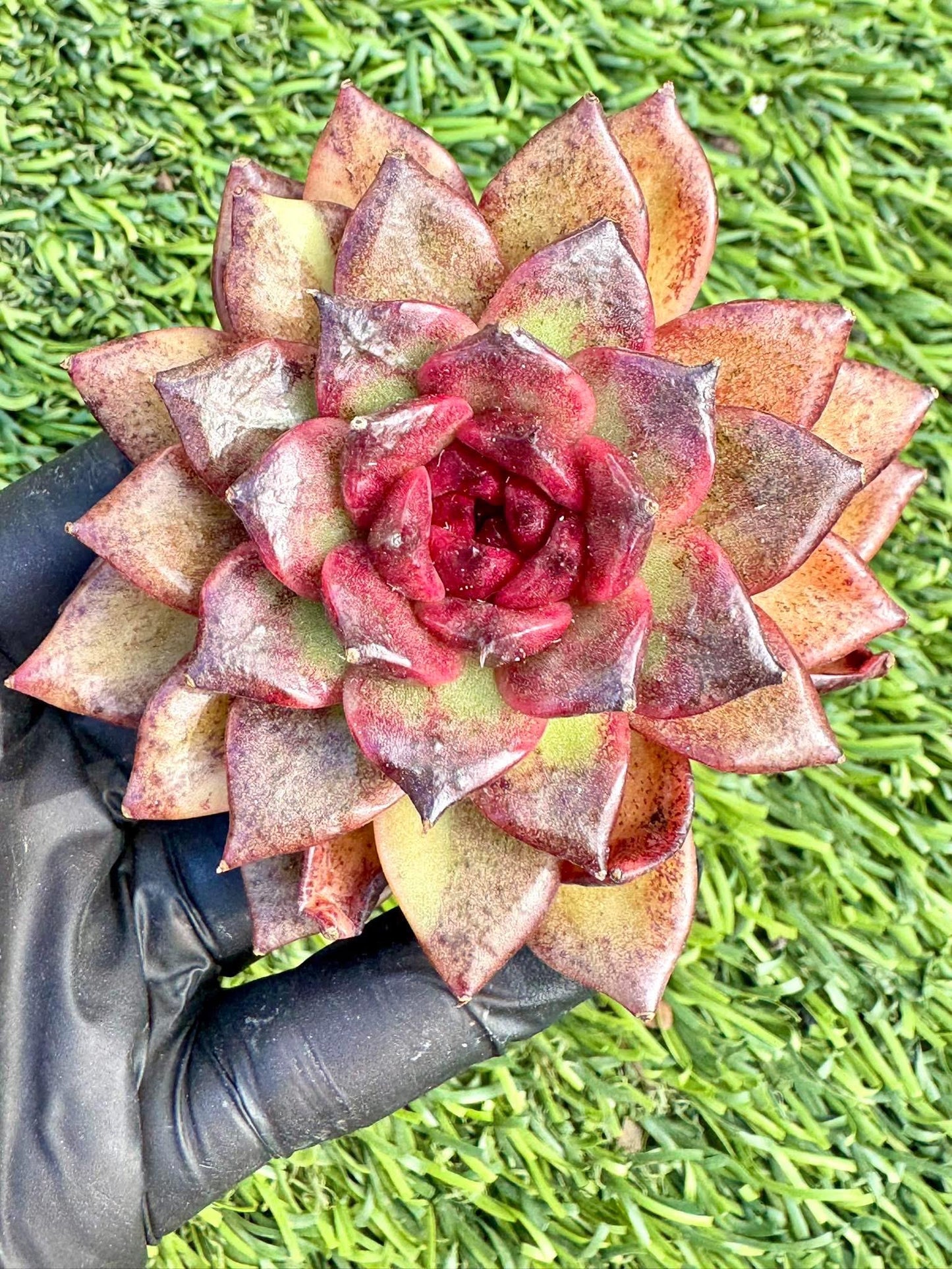 Echeveria Unicorn | Live Succulent Plant | Imported Succulent | Variegated Echeveria | Imported Echeveria