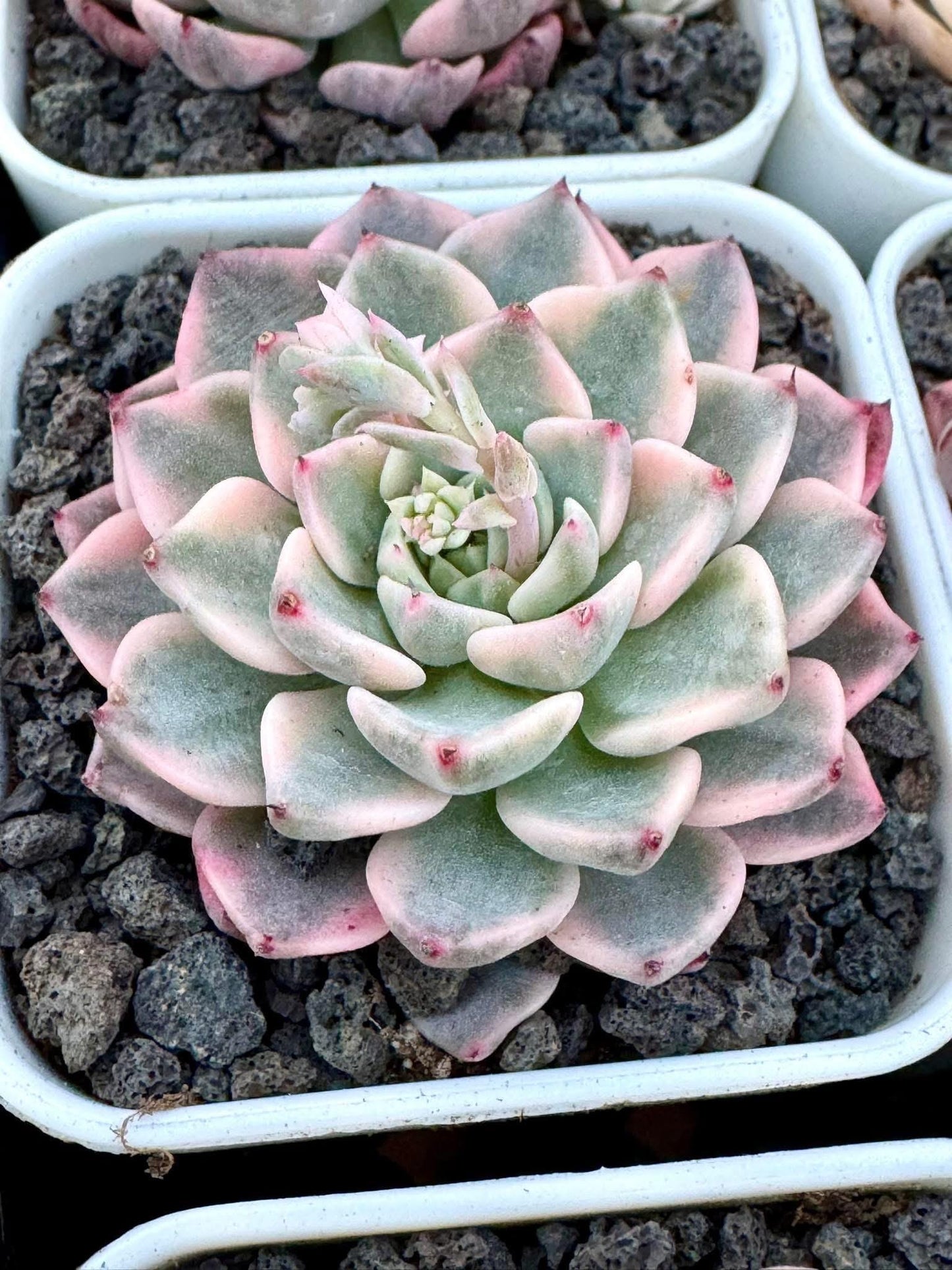 Echeveria Saroji Variegated | Rare Imported Succulent | Collector Succulent