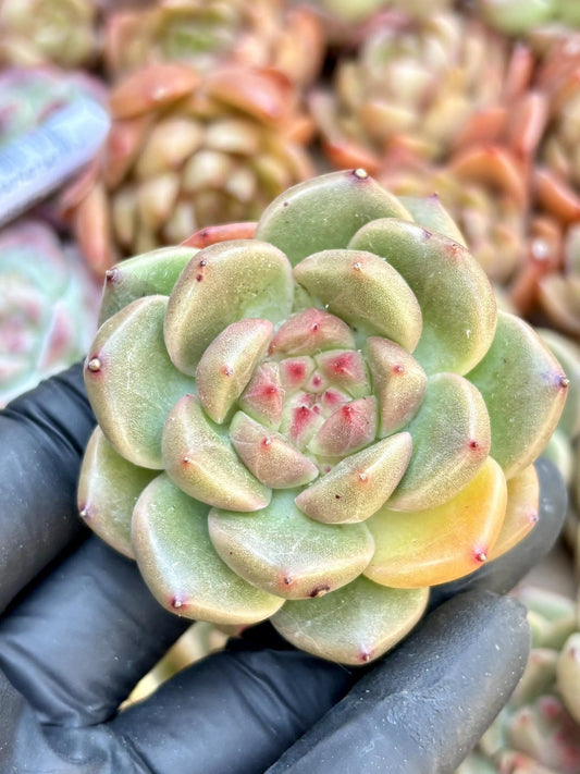 Echeveria Rain Flower | Live Succulent Plant | Echeveria Cluster | Rare Imported Echeveria | Imported Plants
