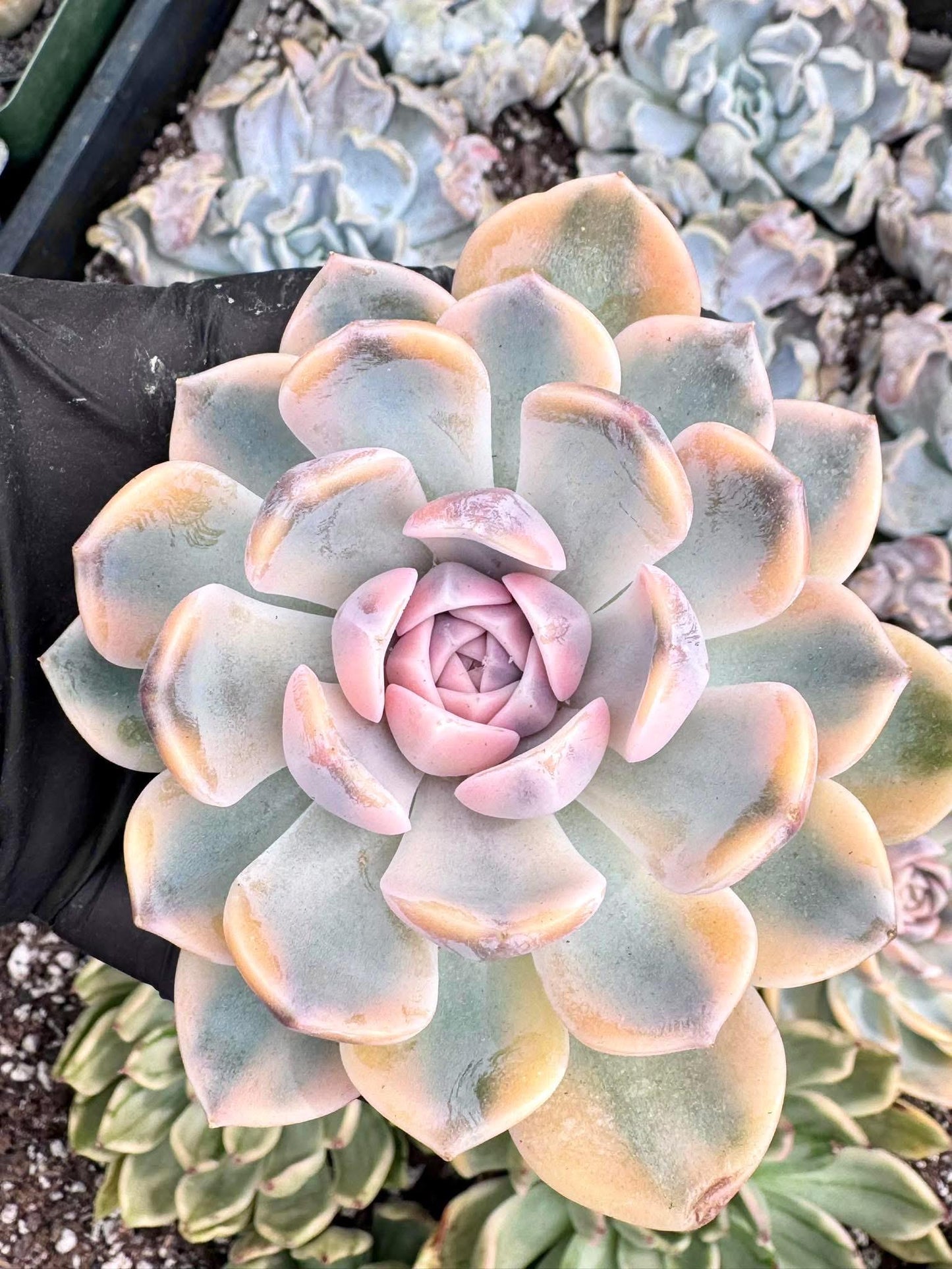 Echeveria Tynie Berger Variegated | Live Succulent Plant | Korean Succulent | Variegated Echeveria | Imported Plants