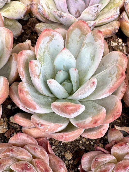 Echeveria Viva | Rare Imported Succulent | Collector’s Succulent