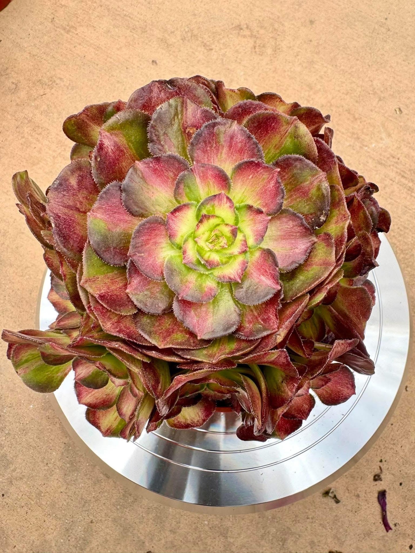 Aeonium Sea Wave Rainbow Variegated | Live Succulent Plant | Korean Succulent | Rare Imported Echeveria | Imported Plants
