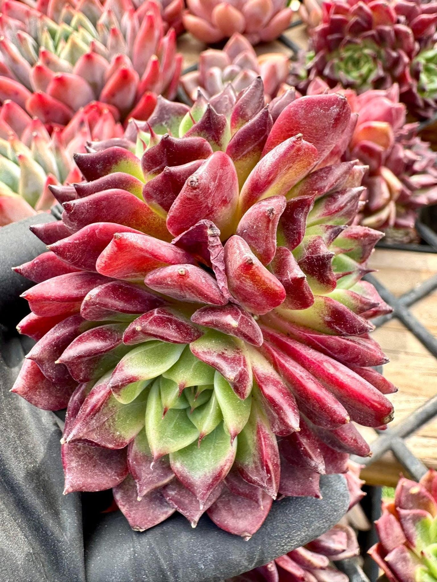 Echeveria Dark Night | Live Succulent Plant | Korean Succulent | Rare Imported Echeveria | Imported Plants